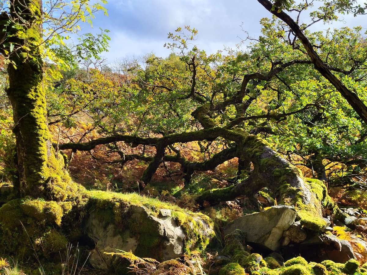 This old rainforest oak doesn't care that it was blown over in a past storm: life goes on, just at a different angle.

There is much to learn from trees.
#Resilience 🌏