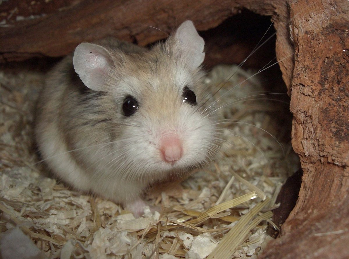 radhika_dev0's tweet photo. Discover the Roborovski hamster, native to the Gobi Desert and surrounding areas. This tiny, nocturnal pet weighs 18-25g and feeds on plant seeds. Known as the smallest pet hamster, Robos can live up to 3.5 years. First identified in 1903. #PetLovers 🐹 https://t.co/GAP9ECWGNA
