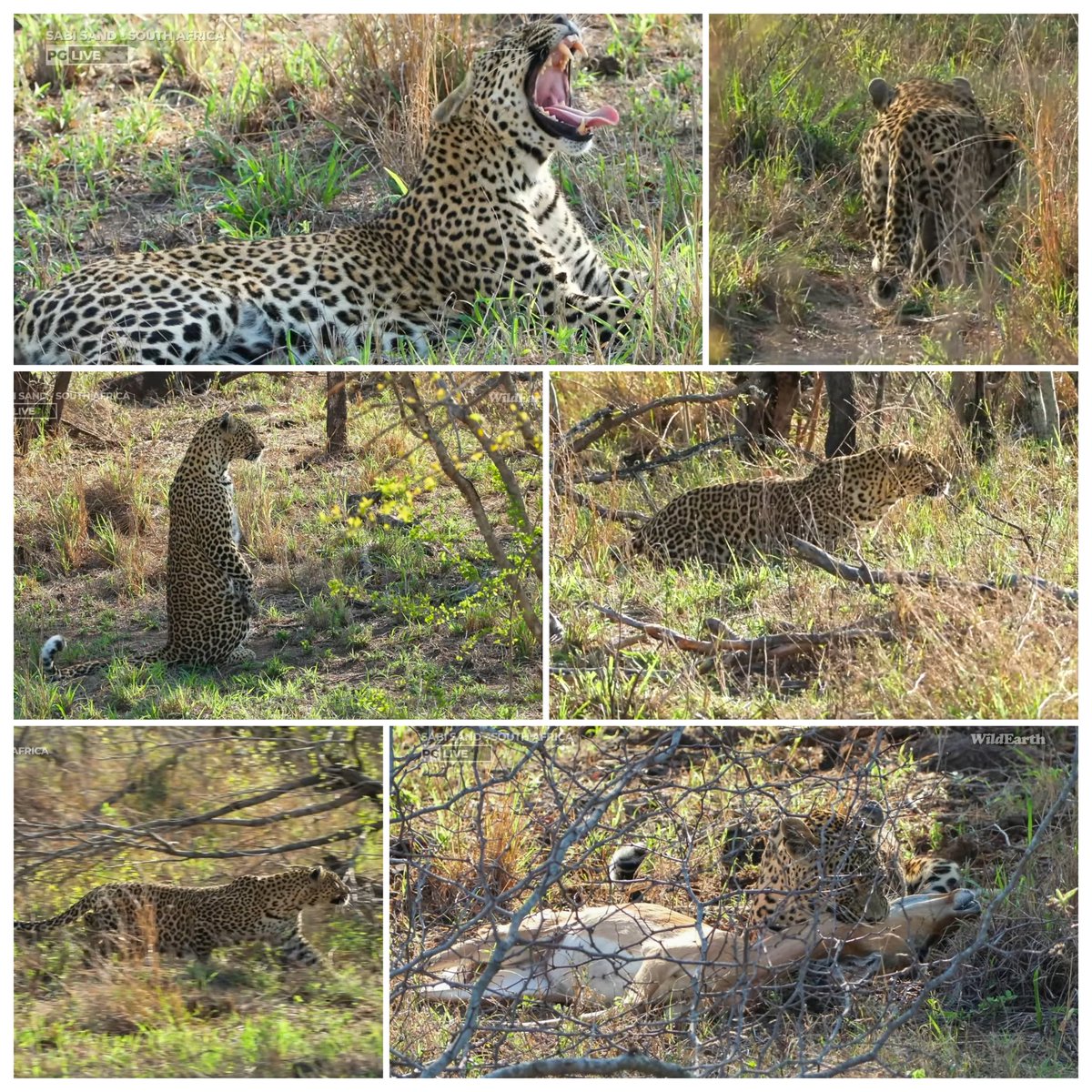 JoyR_1980's tweet image. Sunrise safari 2 November 2024 Part 2. After all that hard work, it just didn't work out for dear #Tlalamba. Hopefully, she will be successful later in the day. #WildEarth