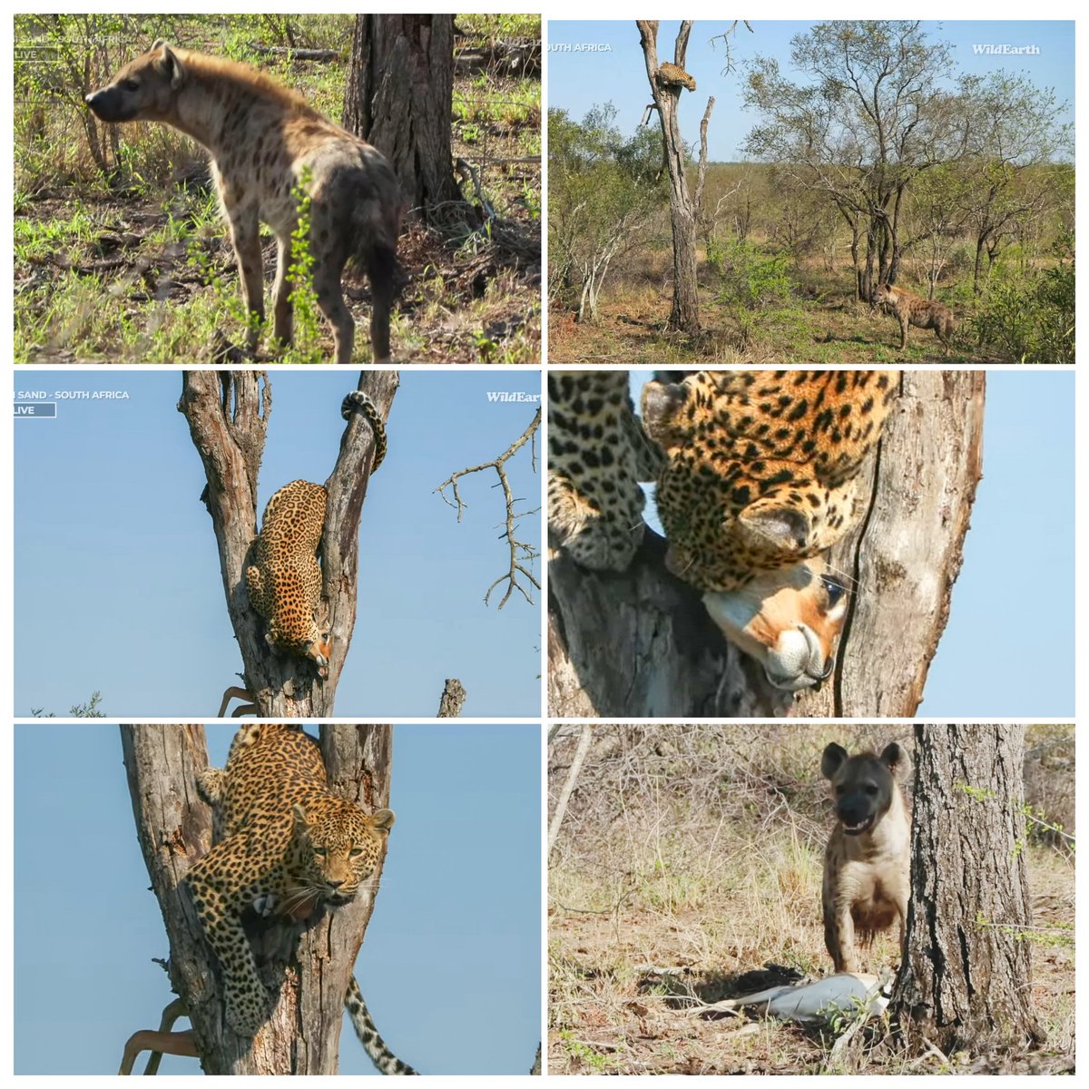 JoyR_1980's tweet image. Sunrise safari 2 November 2024 Part 2. After all that hard work, it just didn't work out for dear #Tlalamba. Hopefully, she will be successful later in the day. #WildEarth