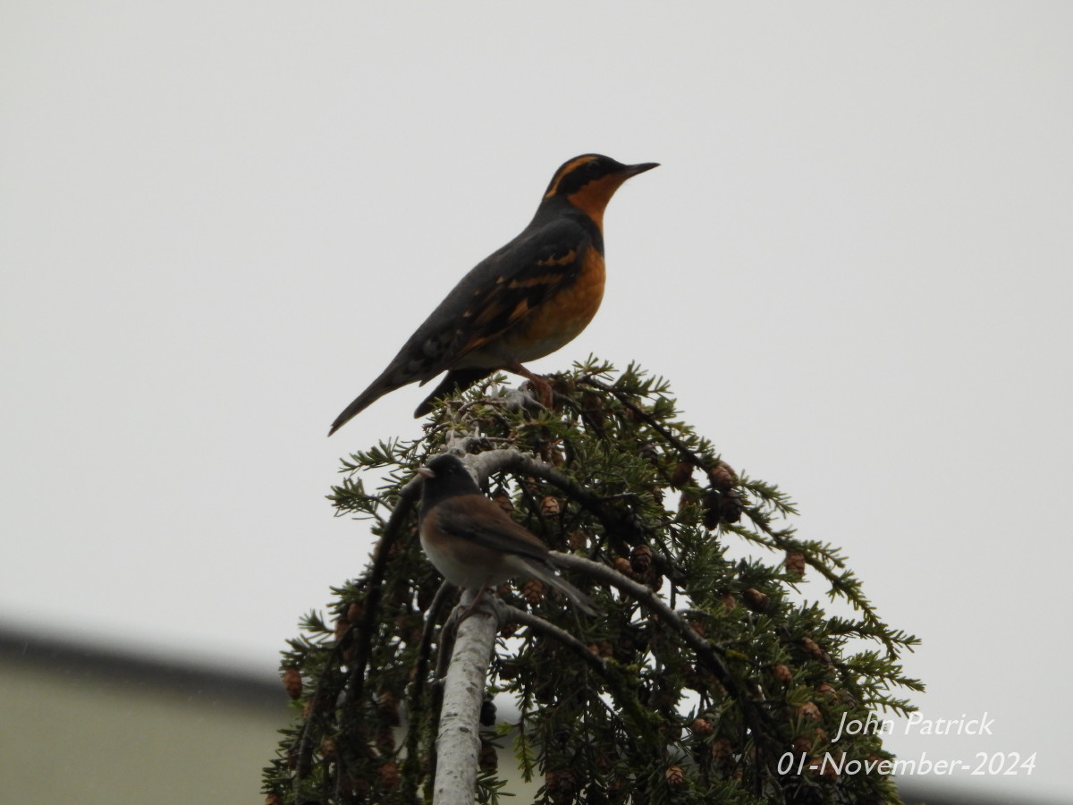 Two for a Friday.

A Varied Thrush and a Dark-eyed Junco atop a fir tree near my balcony.
At UBC, Vancouver.

#birds @WildAboutVan #variedthrush #darkeyedjunco #birdwatching #birdsofvancouver #BirdsOfTwitter #birdphotography #vancouver #UBC