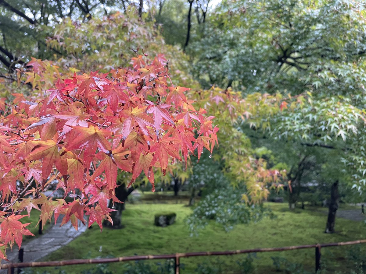 saihojimuin's tweet photo. 大雨ですがお気をつけてお過ごしください。
紅葉は先端から色づいています。 https://t.co/2MKLTkHBxT