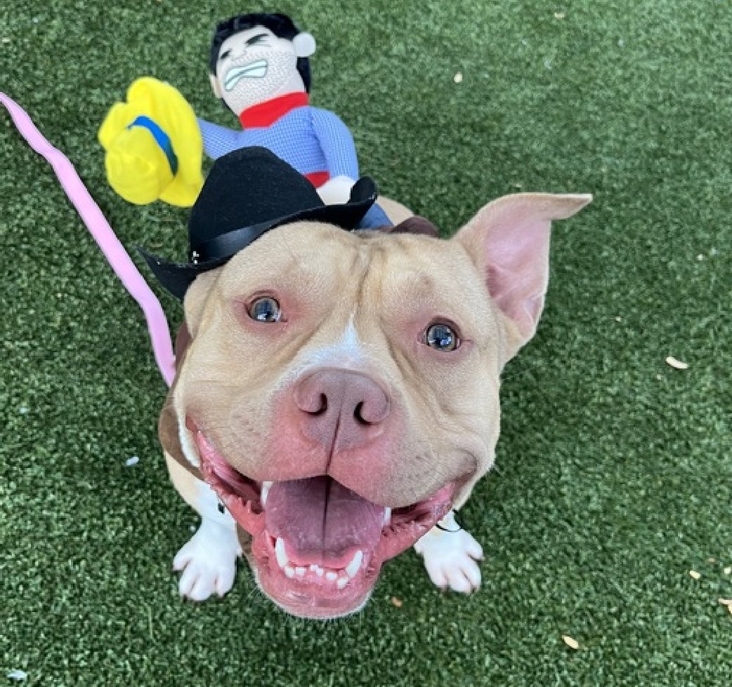 Not the Same tweet media