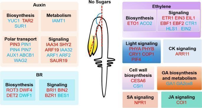 sci_plant's tweet photo. Role of sugars in the apical hook development of Arabidopsis etiolated seedlings 

https://t.co/dHsb9MUc1W
#plantscience ♻️ https://t.co/5hFOldh1dd