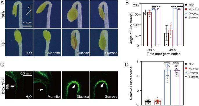 sci_plant's tweet photo. Role of sugars in the apical hook development of Arabidopsis etiolated seedlings 

https://t.co/dHsb9MUc1W
#plantscience ♻️ https://t.co/5hFOldh1dd