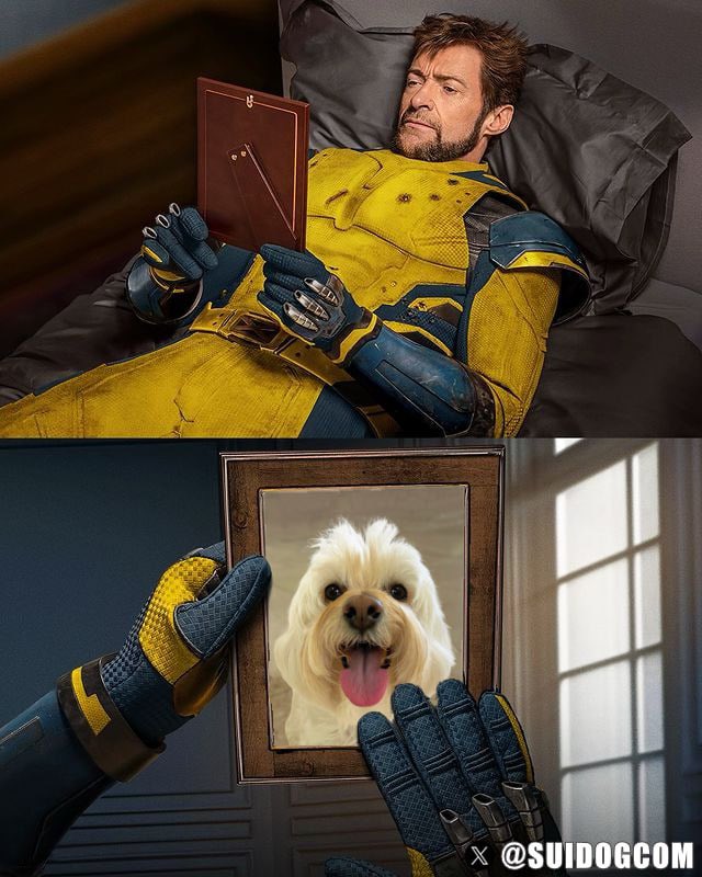 SUIDOG Fan Page tweet media