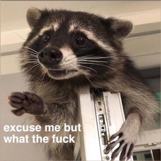 raccoonesthetic's tweet photo. https://t.co/2L6QMkMIHx