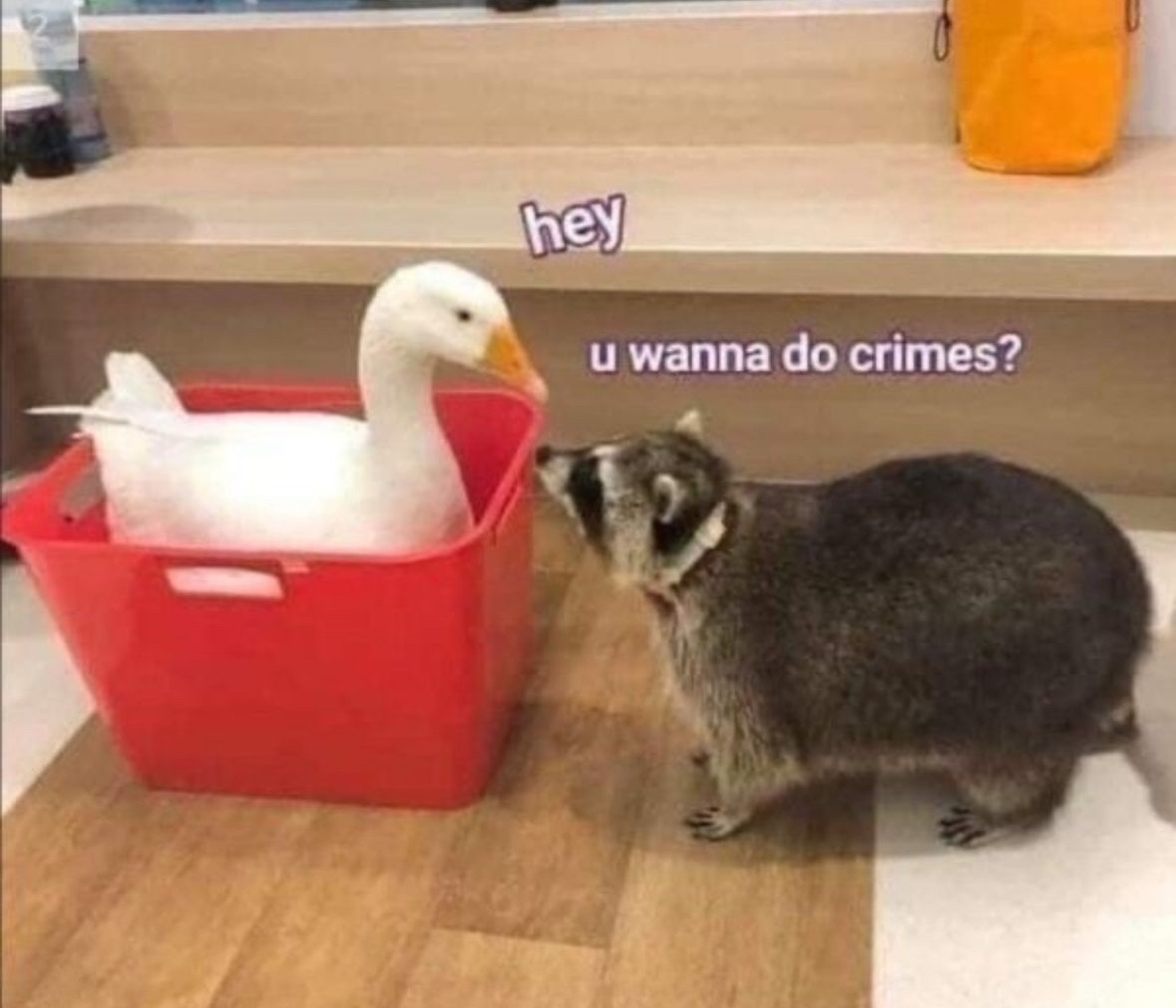raccoonesthetic's tweet photo. https://t.co/61lnW2scNl