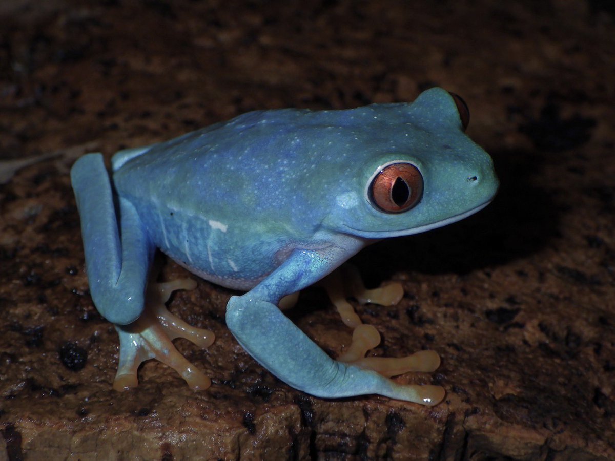 KawaZooではアカメアマガエルを継続的に繁殖しているのですが、青い