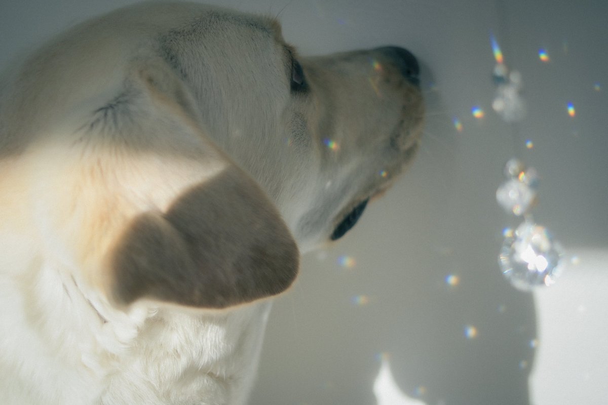 キラキラ綺麗。
サンキャッチャーかわいい。
朝に光が入る家にしてよかった✨