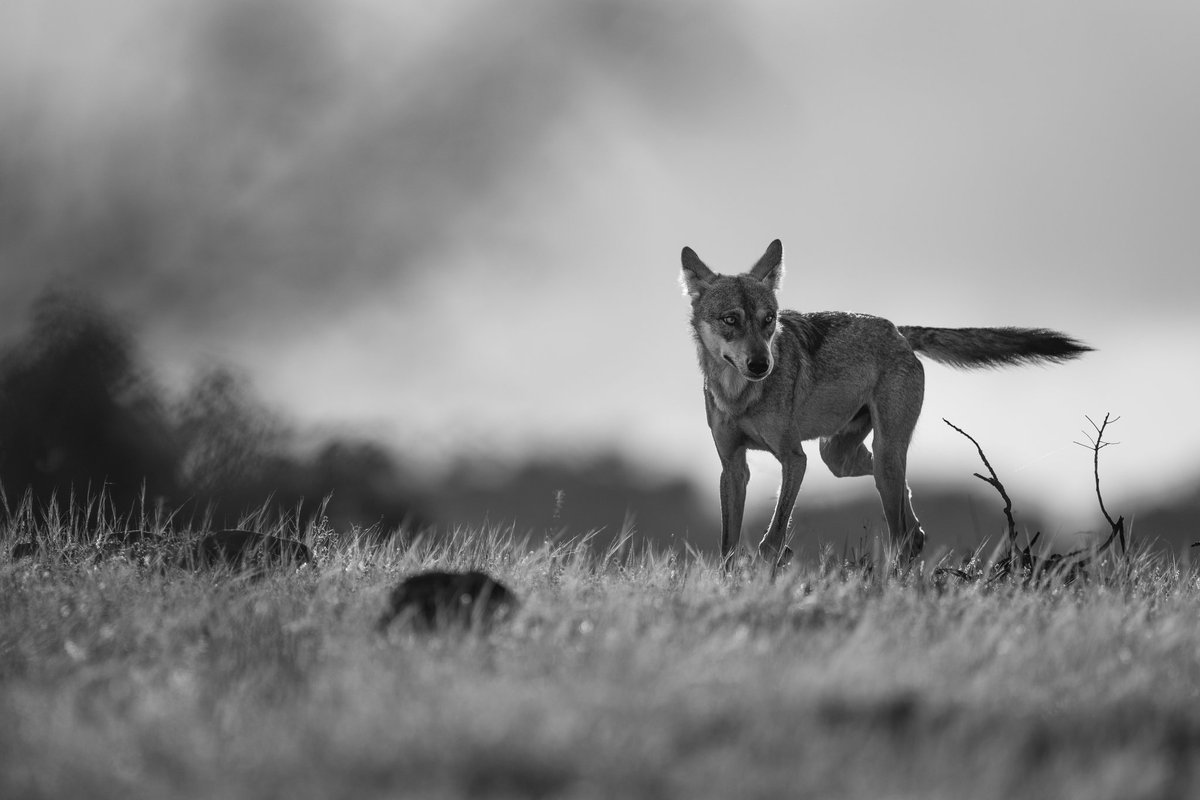 arvindrthy's tweet photo. Indian Wolves, the top #grassland predator. With numbers only around 3000, the wolf is as endangered as the tiger. 

#wolf #wildlife #photography #endangered #conservation https://t.co/nj4qcRSqU0