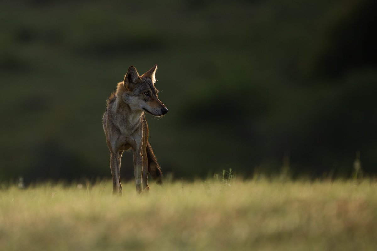 arvindrthy's tweet photo. Indian Wolves, the top #grassland predator. With numbers only around 3000, the wolf is as endangered as the tiger. 

#wolf #wildlife #photography #endangered #conservation https://t.co/nj4qcRSqU0
