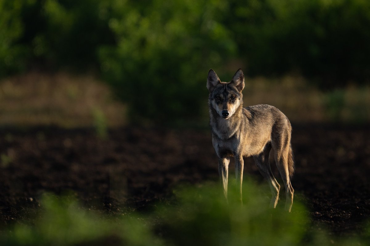 arvindrthy's tweet photo. Indian Wolves, the top #grassland predator. With numbers only around 3000, the wolf is as endangered as the tiger. 

#wolf #wildlife #photography #endangered #conservation https://t.co/nj4qcRSqU0