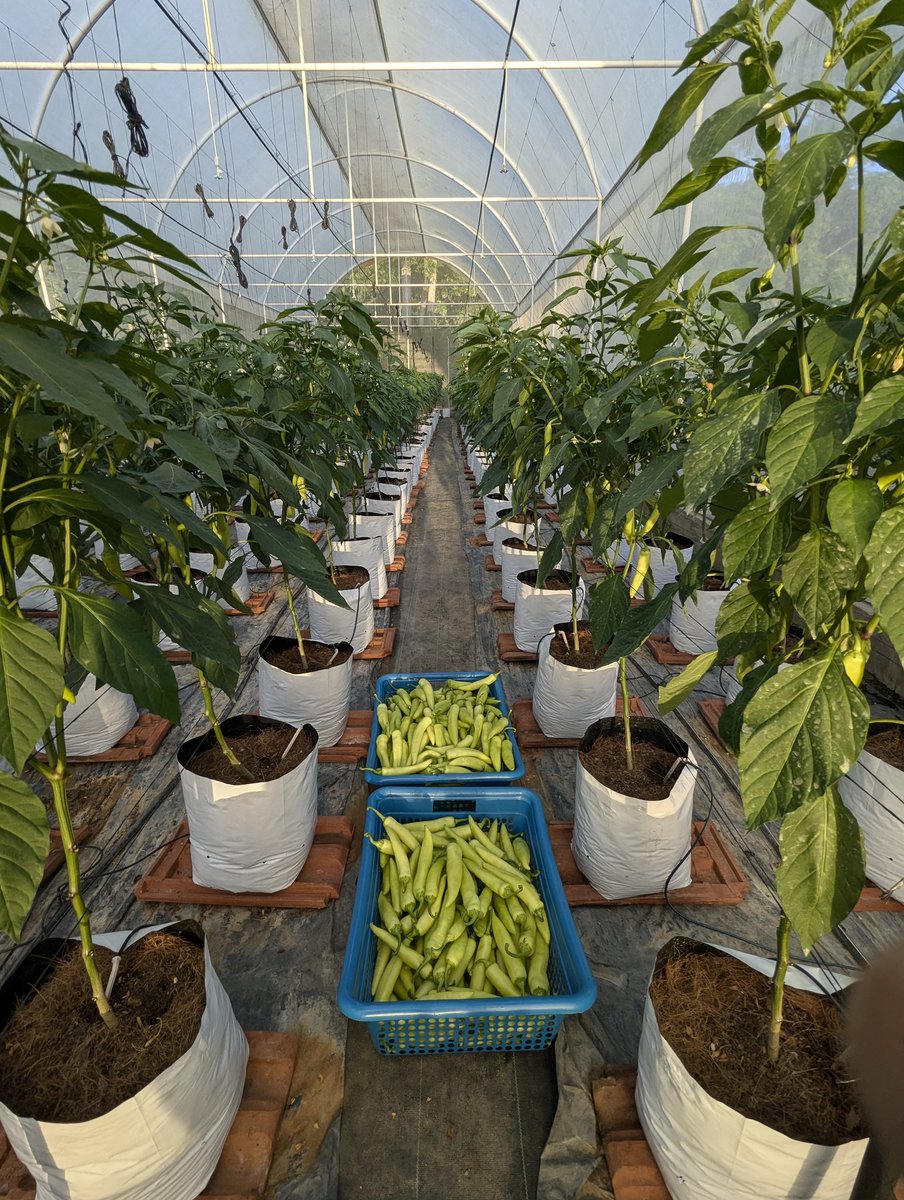 YTSAgro's tweet photo. පළවෙනි වාණිජමය අස්වැන්න නෙළුවා 😍
#YTSAgro
#Polytunnel https://t.co/oopMY6tWz0