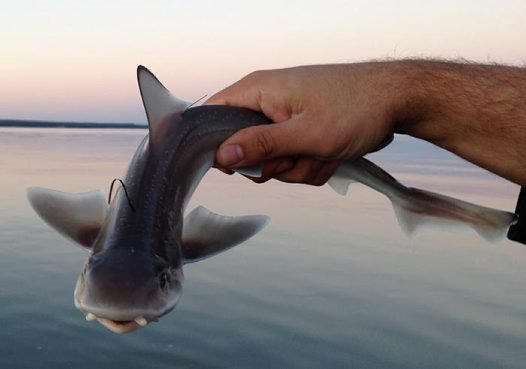 ♡ Gummy Shark

~ Not the candy kind !