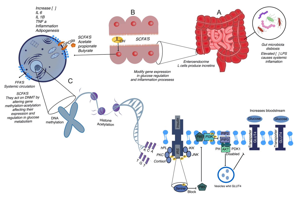 Hormones &amp; pathways driving insulin resistance in gestational diabetes: placental lactogen, cortisol, &amp; mTOR disrupt glucose uptake &amp; boost inflammation, fueling hyperglycemia. Learn more in our article.
mdpi.com/1422-0067/25/2…

<a href="/IJMS_MDPI/">IJMS MDPI</a> <a href="/MDPIOpenAccess/">MDPI</a>