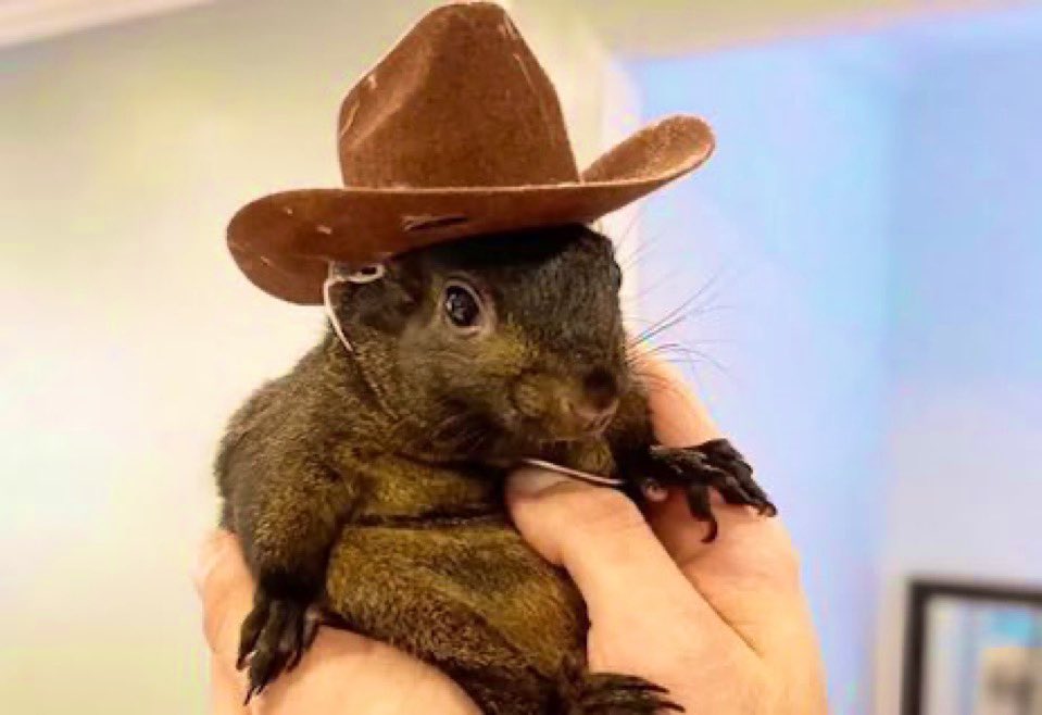 ZNO 🇺🇸 tweet media