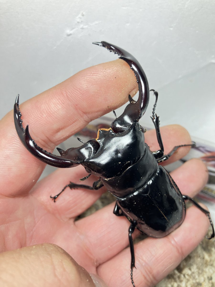 hiro0098's tweet photo. 2025年種親用

Rhaetus westwoodi westwoodi

ウエストウッディ原名亜種

アルナーチャルプラデーシュ州DV&amp;LS

在庫一覧です！

価格等は、08051165546又は、ライン：hiroki592003、DMにてお問い合わせを！詳細��連絡いたします。藤井

いいね&amp;リポスト頂けたら幸いです😊

#ウエストウッディ
#販売 https://t.co/FpSZcJw9Xp