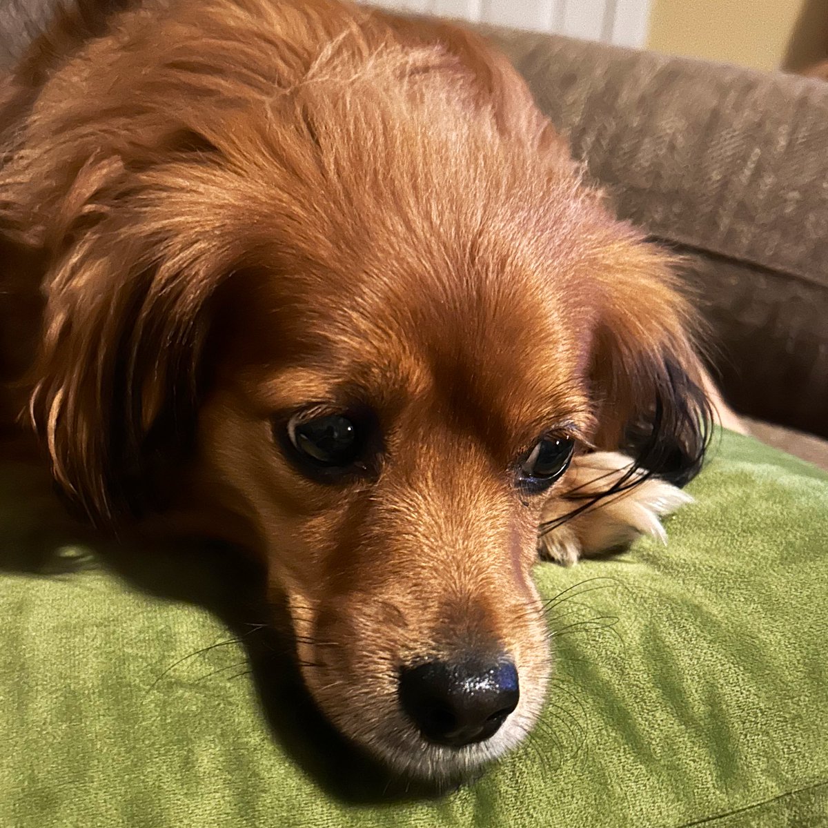 Just pondering. Could she squeeze any more treats from the humans if she looks really sad?