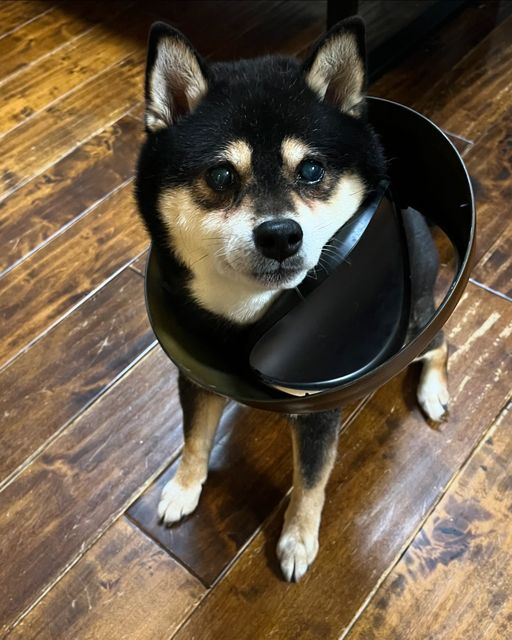 11月11日は、ワンワンワンで11歳の誕生日のノリちゃん❤帰宅したら玄関