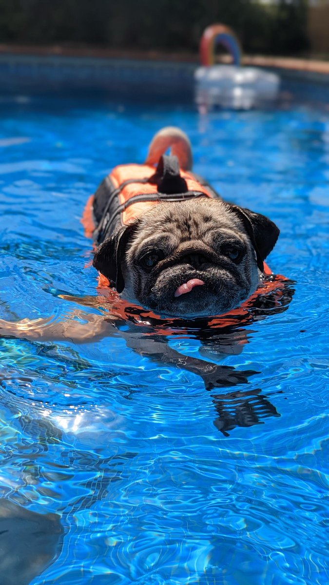 theeparadox_'s tweet photo. @mudpugsolana @solana #mudpug https://t.co/0KDR2hNfdj