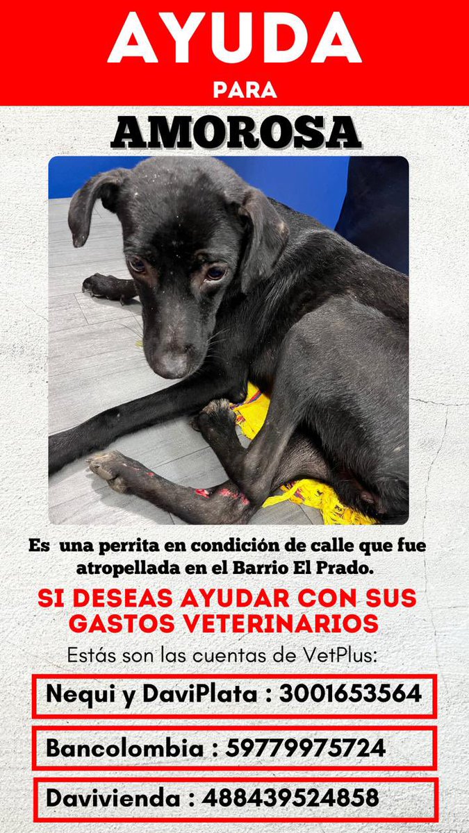 AnaKaCasta's tweet photo. 🆘 A esta perrita divina, la atropellaron frente a mi casa , si alguien desea ayudarnos para su atención , lo agradecería mucho . Ya estoy con ella en el veterinario.

De verdad agradezco su apoyo para costear su tratamiento. #SantaMarta https://t.co/3Qp6ma1tz8