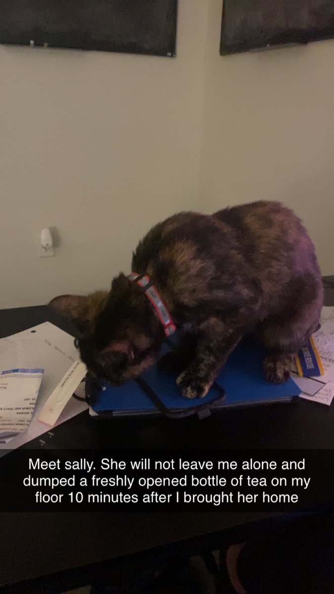 DallassCP's tweet photo. Twitter, meet sally. She dumped a freshly opened bottle of tea on the floor 10 minutes after I brought her home https://t.co/ZZH07e4KND