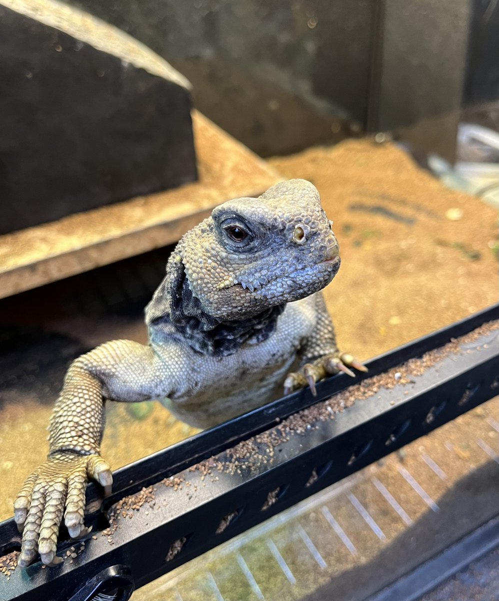 くろべえ (@Kurobe_jieiotsu) / Posts / X