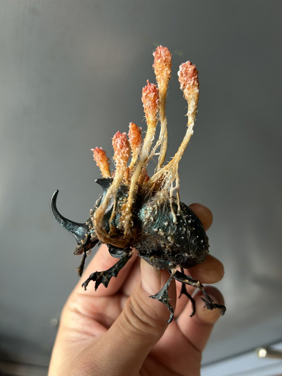 生き物大図鑑のダイコクコガネを冬虫夏草にする遊び。