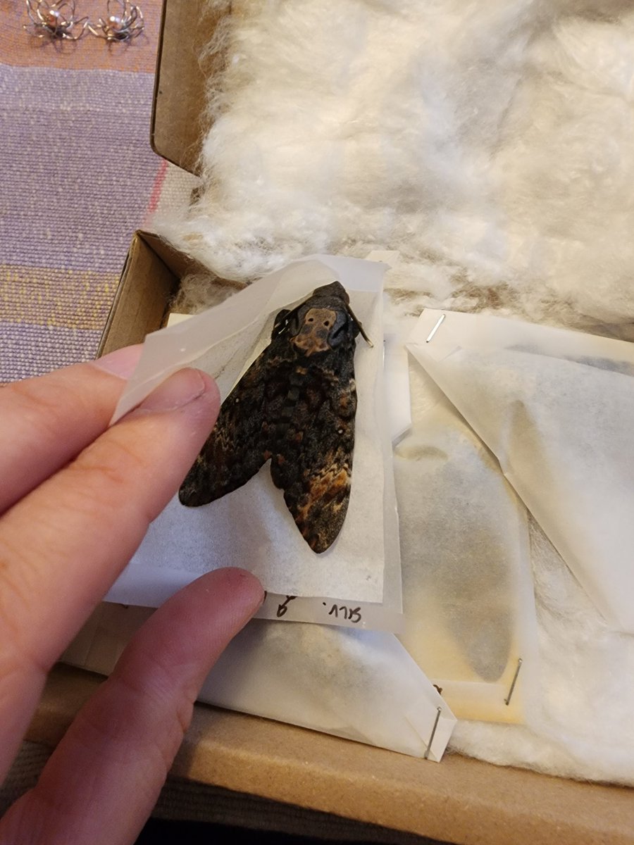 ALuckyFox's tweet photo. I got some spooky friends I will be pinning and then they will be up for adoption! #moth #deathheadmoth #Insects https://t.co/9rMM8kkeh5