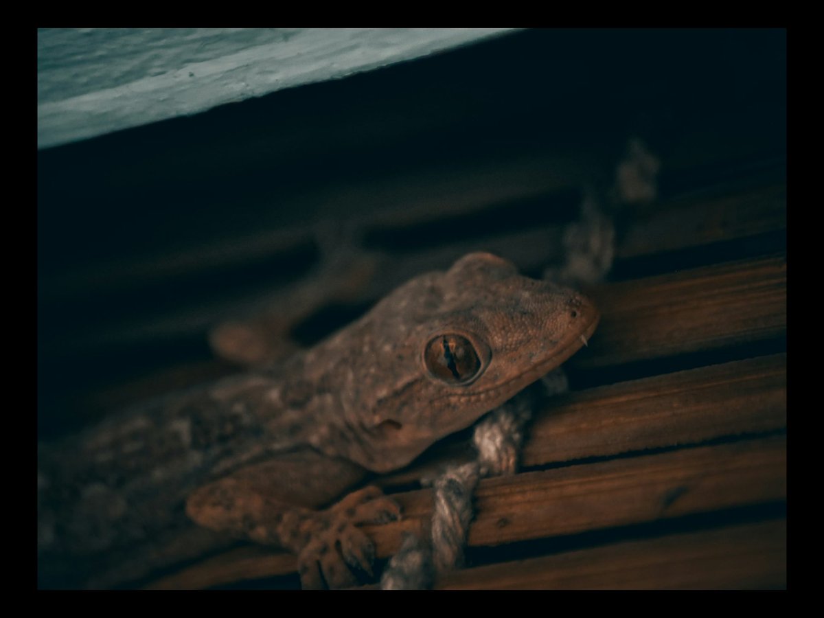 ModestOfThings's tweet photo. Hello 👋🦎
•
•
#animal #animals #nature #pet #cute #wildlife #love #dog #pets #photography #cat #fish #plant #naturephotography #instagram #wildlifephotography #animalphotography #bird https://t.co/Kowry1TsZu