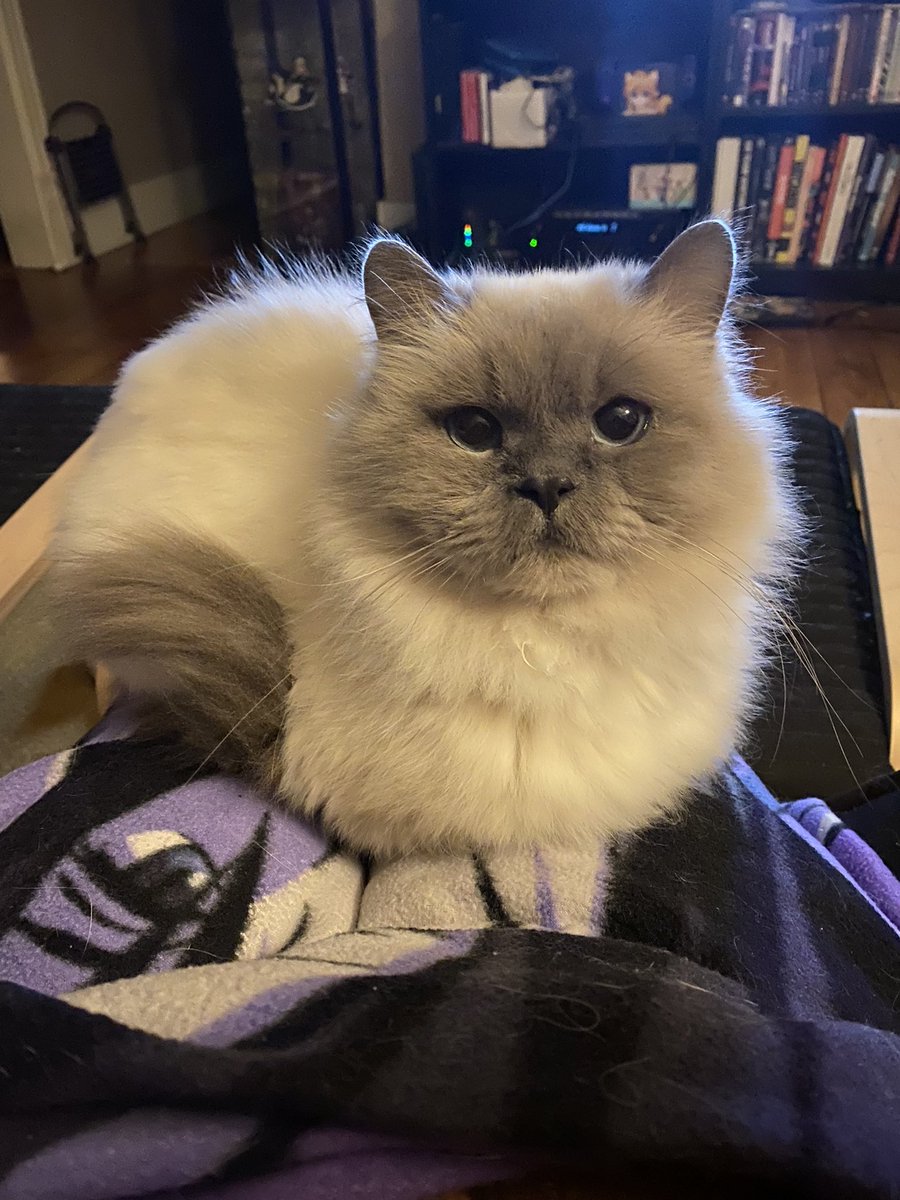 slumberfish @ bsky tweet media