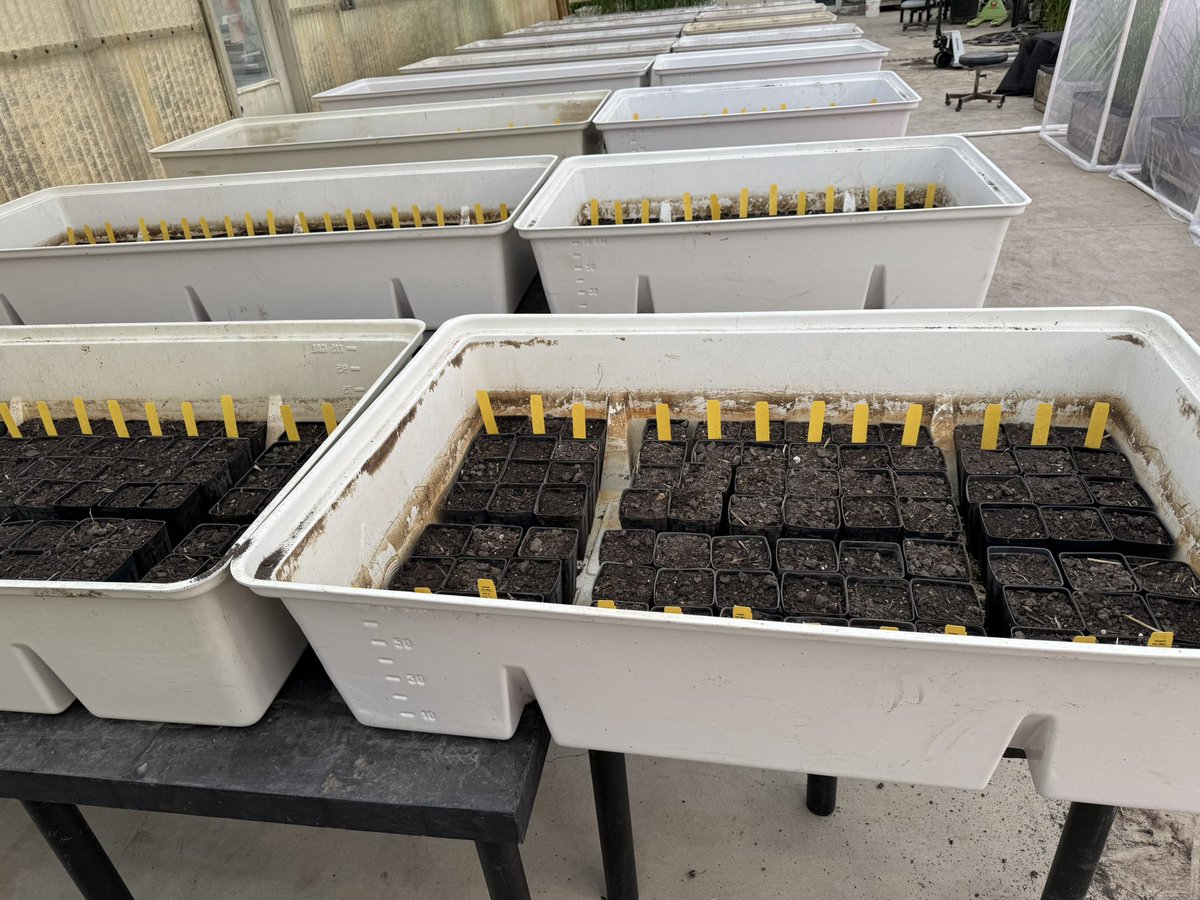 Gurjeet_AgSci's tweet photo. #ResearchUpdate2024 πΊπΈ
#WinterGreenhouse season began at Beaumont Research Station @TAMUAgriLifeBEL @txresearch @AgriLife @TAMU
#RiceTeam will be busy to maintain greenhouse during winter.
Stay tuned for more updates!
#RiceBreeding
#Agriculture
#Agtwitter https://t.co/1oaikVTvOz
