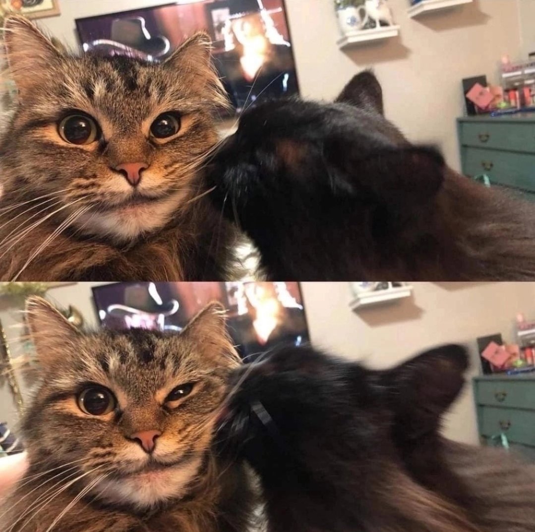 smol silly cat tweet media