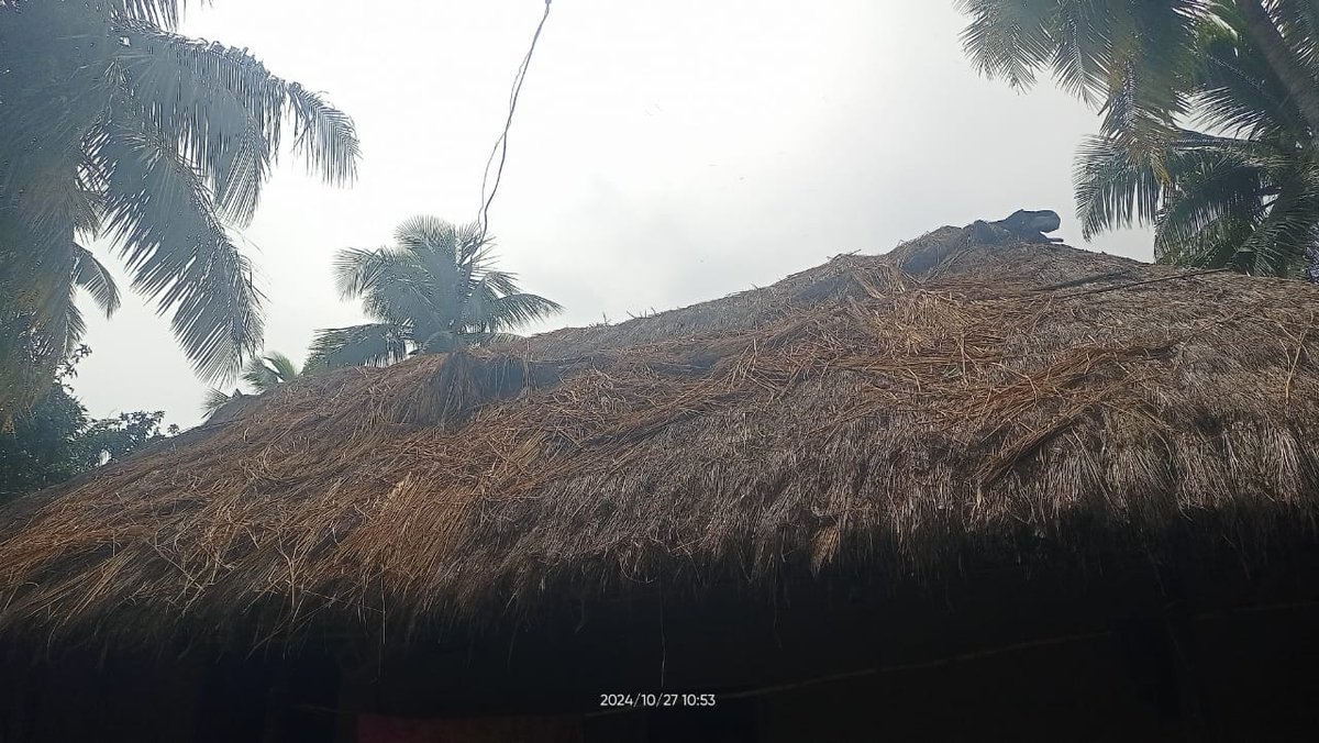 Tapralisha tweet media