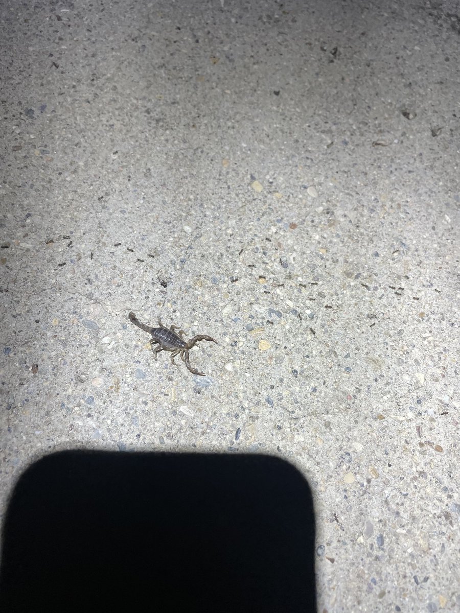 My old dog walked right over this little guy on our night patrol