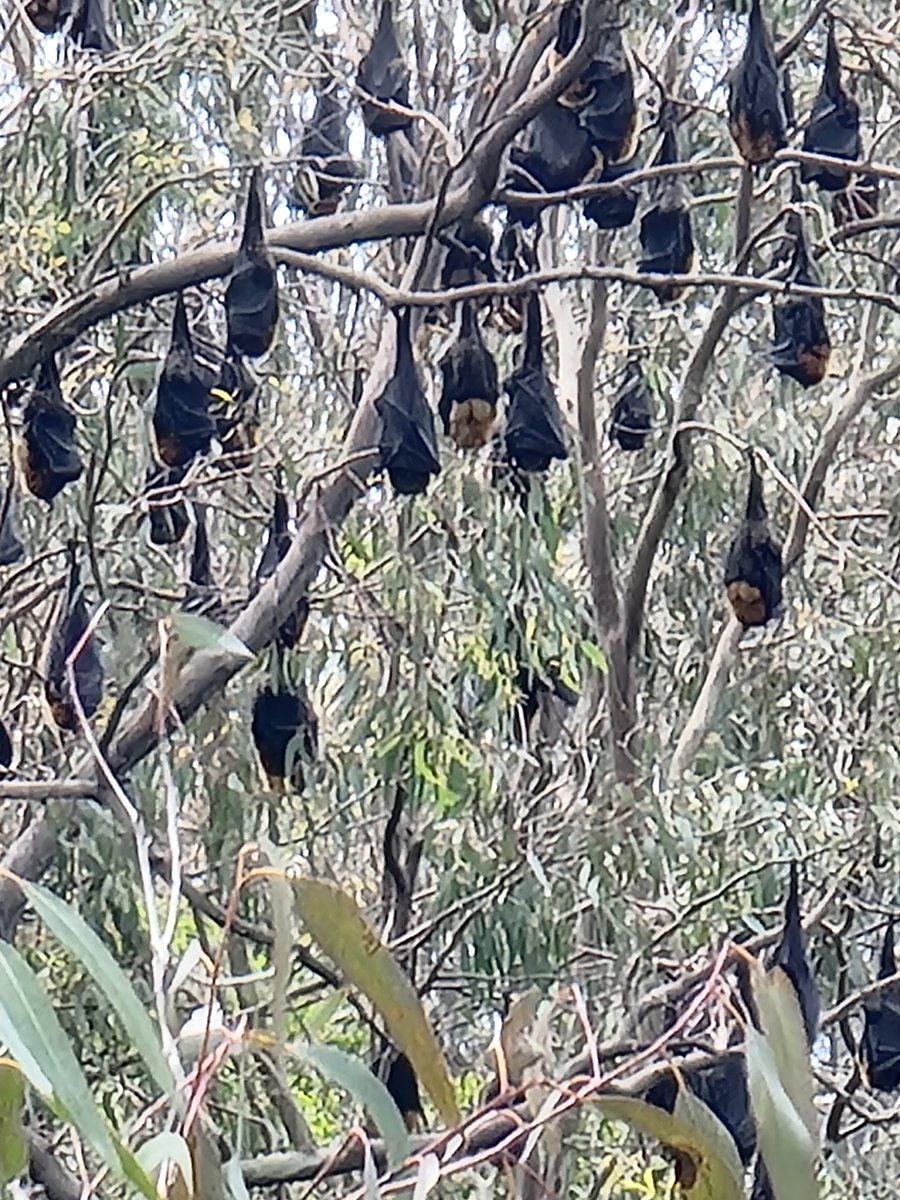 In 2008, 30,000 Flying Foxes were relocated from Melbourne's Botanic Gardens as they were damaging rare trees. It was a huge operation- volunteers banged on pots, pans, dustbin lids &amp; created as much noise as possible. It worked! The bats took flight &amp; settled at the #YarraBend