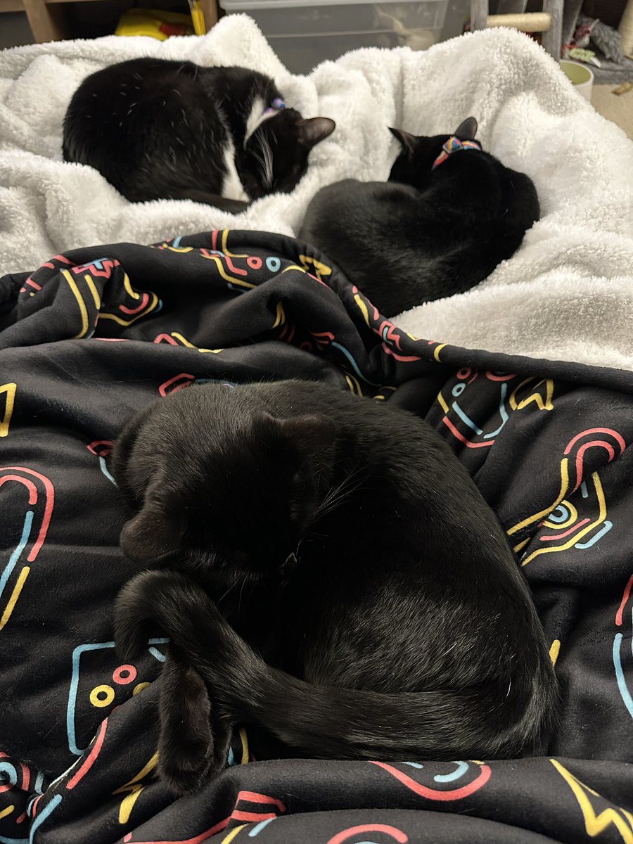 This is as comfortable as it looks. (Not sarcastic) Nothing quite like having three fur babies hard asleep on my lap. After a super tough week. Gentle sleepy purrs. So warm. Mmmmm. #LadySeptimaKitten #DuchessWednesdayKitten #DukeAmpersand