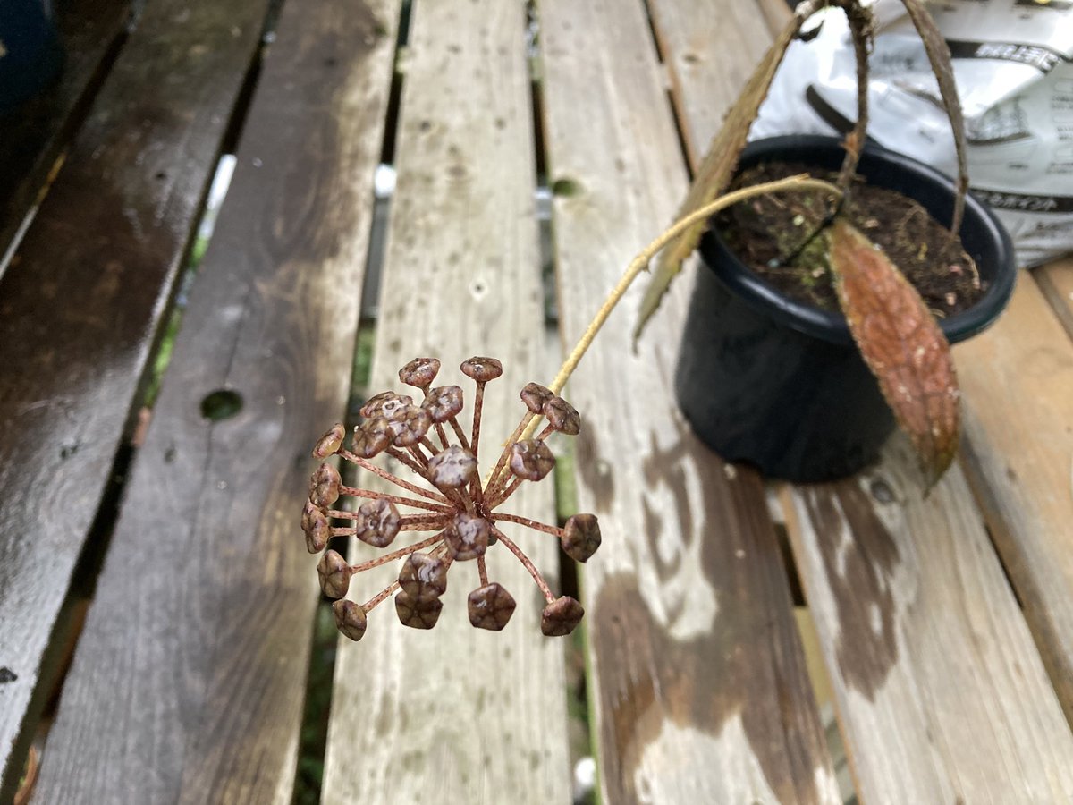 E_calaba's tweet photo. Hoya clemensiorum
買って植えて根っこがすごく出てわーい強いで温室にも入れずに野外放置
湿度がないので葉も気中根も出せず痺れを切らして花らしきものを出す
ごめんね
(常湿でもわんさか茂るんかなと思ったんや) https://t.co/nC5qelgSfe