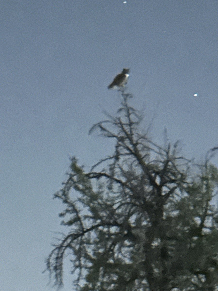 llamaranch's tweet photo. I live in a very paved-over part of East Phoenix so it’s always cool to see and hear an owl perched in a neighbor’s tree 🦉 https://t.co/DaiPSzRUFW