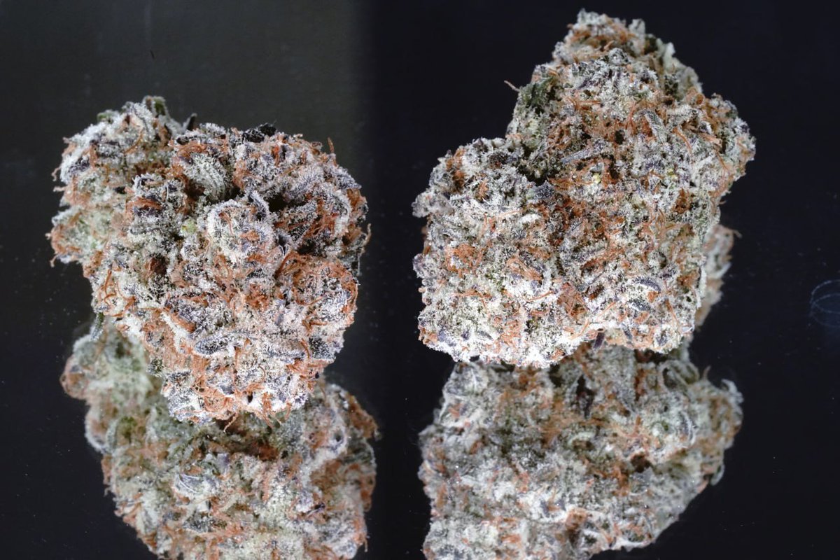 CloudOf9s's tweet photo. Jack Herer
 a classic sativa-dominant strain renowned for its uplifting, clear-headed effects and energizing qualities. Its aroma blends earthy pine with hints of citrus and spice, offering a fresh, invigorating scent. Users love it for daytime use, as it enhances creativity https://t.co/Dv3o1YzQS2