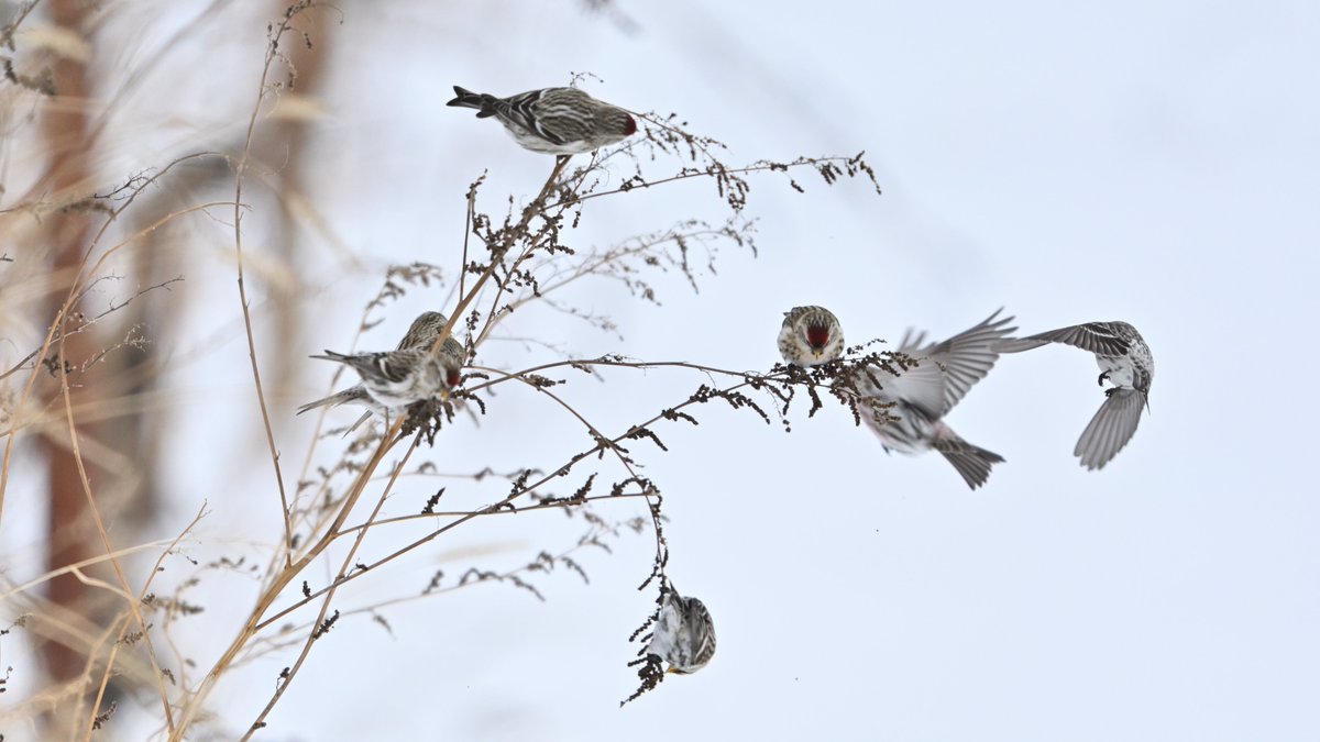 moiwayama_photo's tweet photo. #ベニヒワ #Common_redpoll #野鳥撮影 #Z9 #Nikon #私とニコンで見た世界
NIKKOR Z 600mm f/4 TC VR S
ベニヒワです。昨冬に飛来してきていたものです。割と大きな群れで行動しているイメージがあります。 https://t.co/hKuONmXSvI