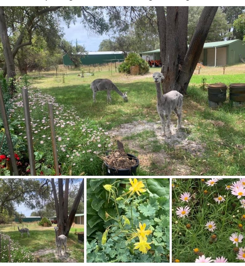 DigbyMiss's tweet photo. Good morning comrades. The lads joining me for a spot of gardening. Spring is so good for the soul especially outside in the great outdoors. Life is good #AlpacasRule #LivingtheLife #auspol https://t.co/Tjbt8qSEc7