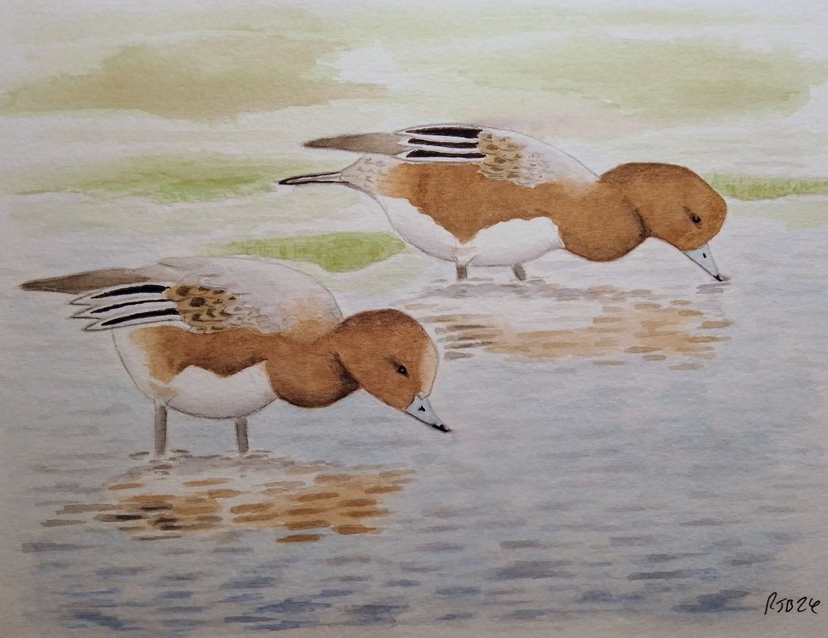 Morning Glory. A watercolour of moulting drake Wigeon in the sunshine <a href="/RSPB_OldMoor/">RSPB_OldMoor</a> <a href="/Barnsleybsg/">Barnsley Birders</a> recently. Cheers 🍻