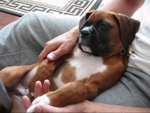 Boxer Lover tweet media