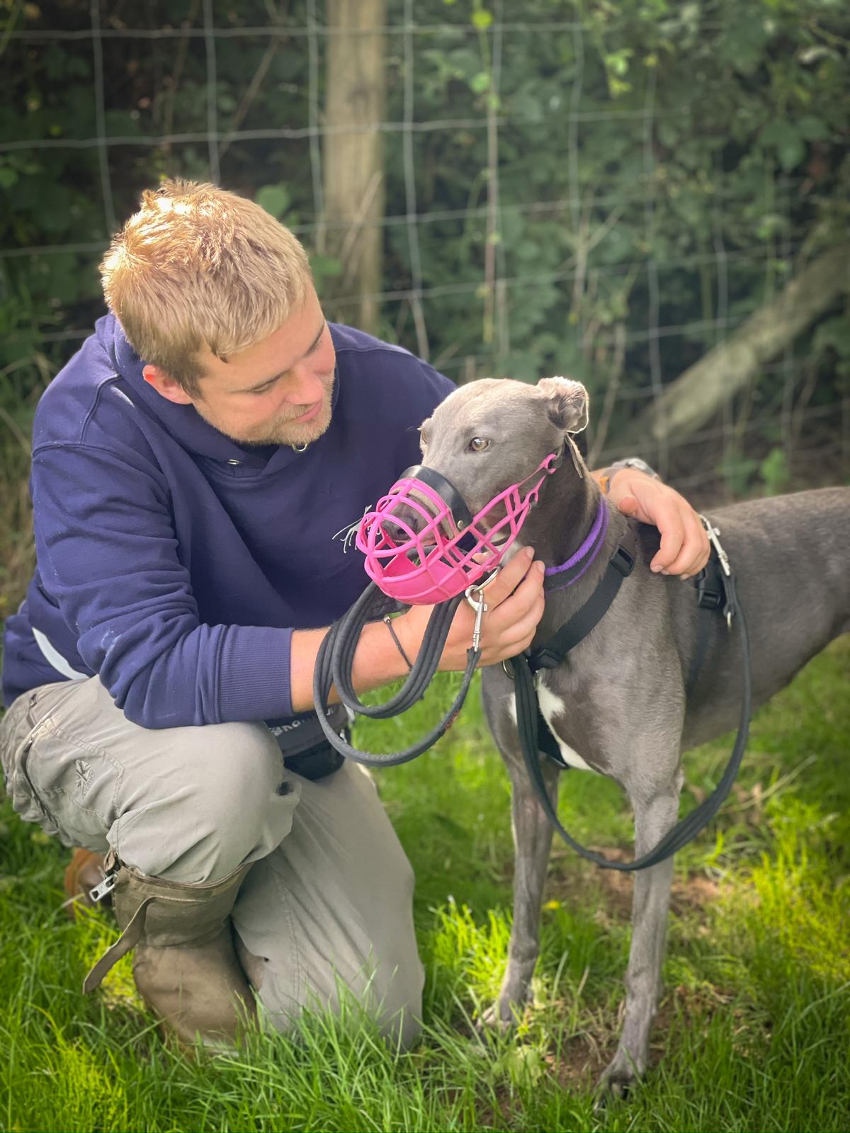 Forever Hounds Trust ForeverHoundsUK X