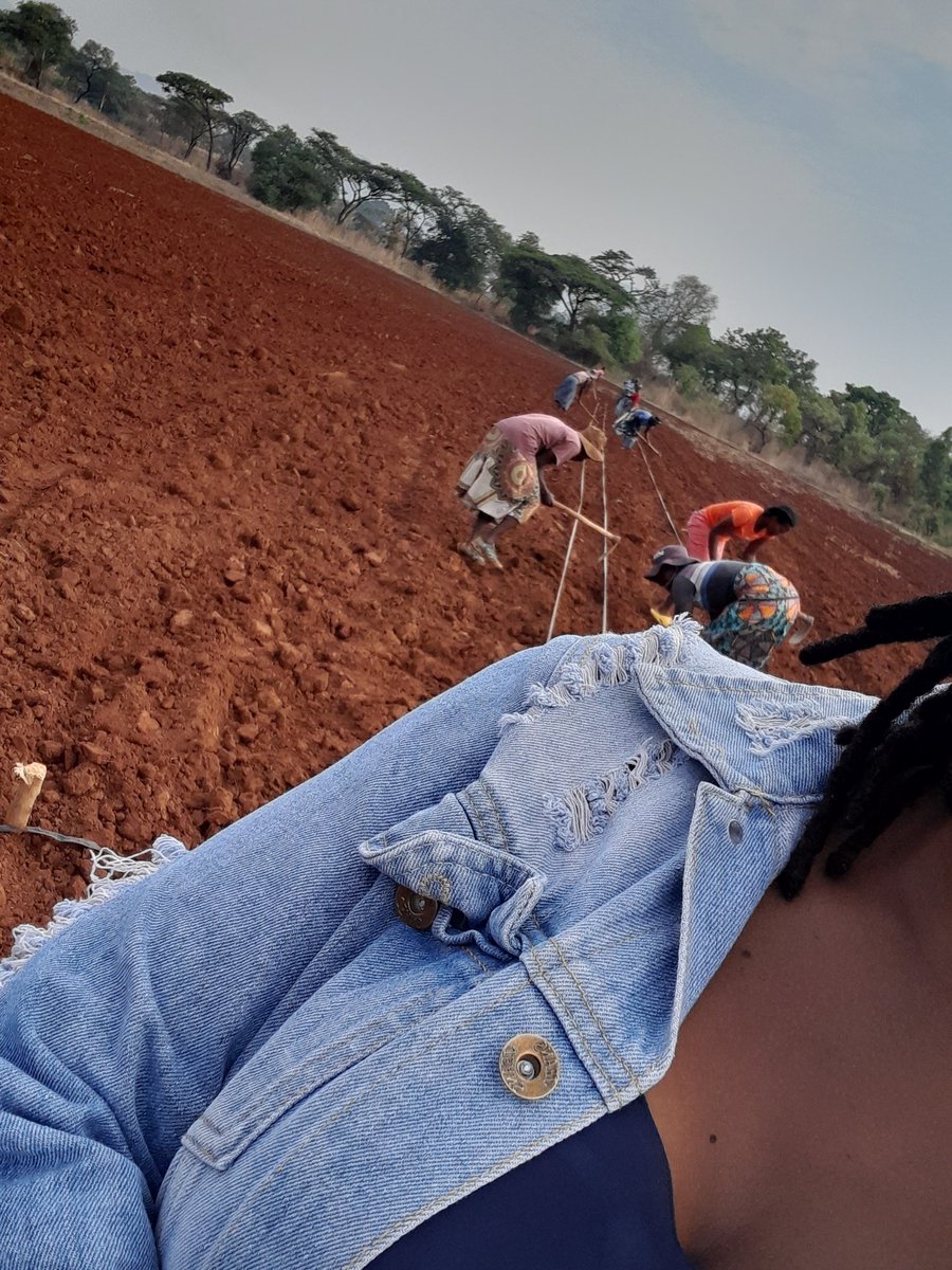 MusvosviPraise's tweet photo. Bottoms up 😝, planting in progress.
1 and half ha of Capricorn onion , a summer variety. 

#womeninfarming
#PMAGRO
@yofavagronomist https://t.co/220JyCf2b1