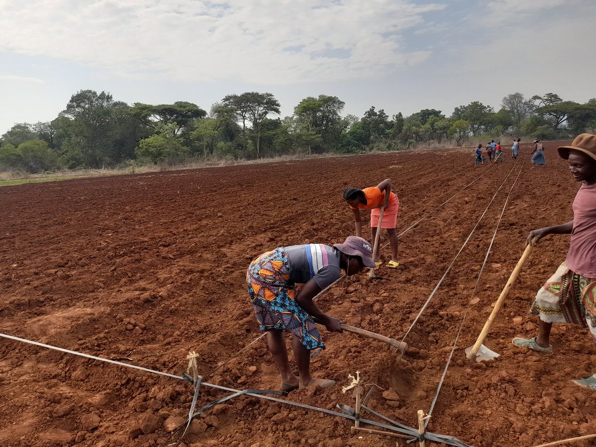 MusvosviPraise's tweet photo. Bottoms up 😝, planting in progress.
1 and half ha of Capricorn onion , a summer variety. 

#womeninfarming
#PMAGRO
@yofavagronomist https://t.co/220JyCf2b1