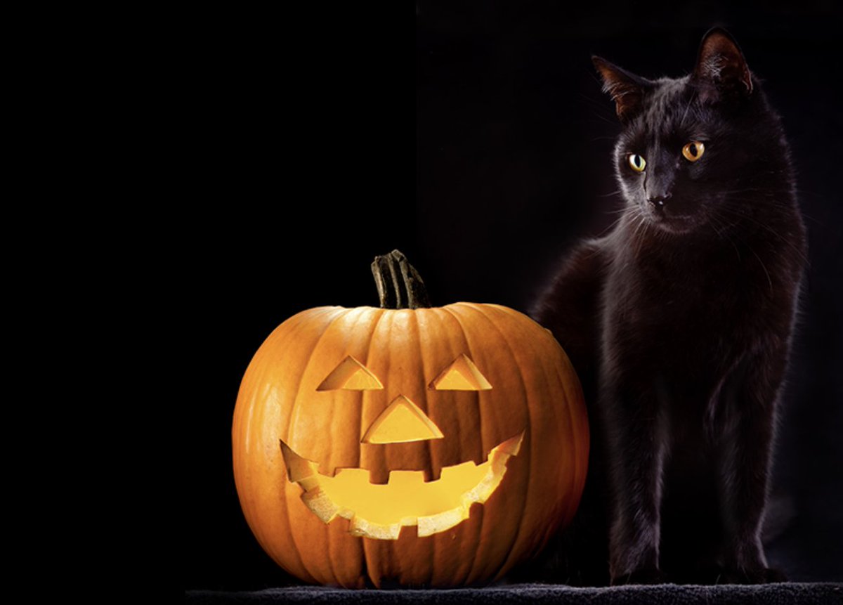 One dangerous night for cats has gone... another dangerous night is on the way. More at george-online.blogspot.com