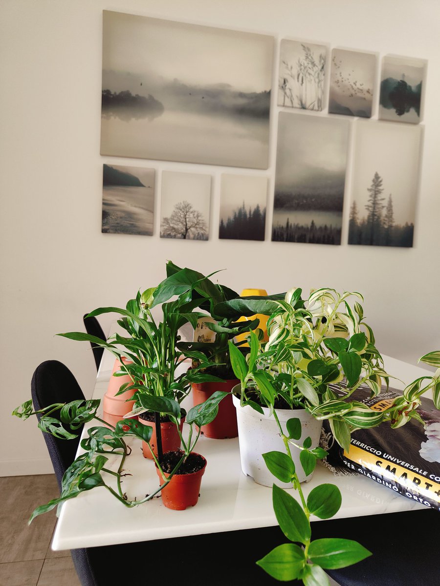 Spendendo il mio stipendio in piante 🌱💸